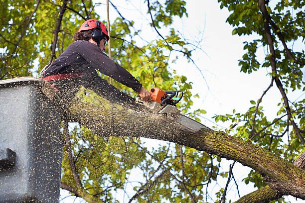 Best Tree Care Services  in Belfair, WA